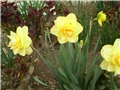 narcisi
